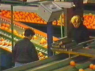 TRABAJADOR ENVASADO NARANJAS